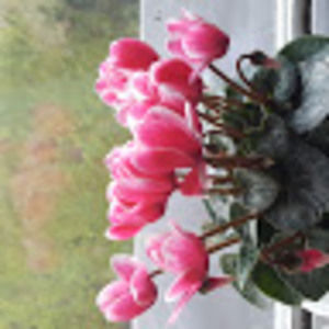 Meet your Posher, Koolzee